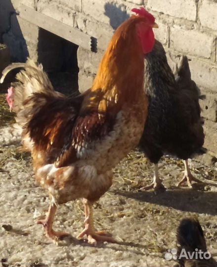 Петухи домашние (от Воронежа 180 км)