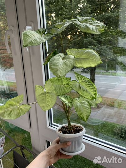 Комнатные растения