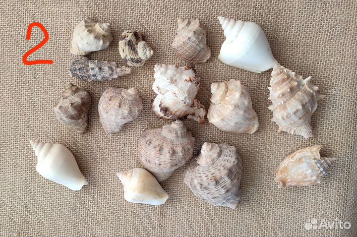 Морские ракушки и кораллы