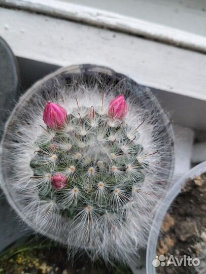 Кактус цветущий