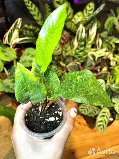 Маранта, ктенанта, строманта, калатея