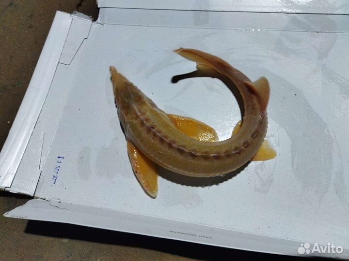 Альбинос Царская рыба