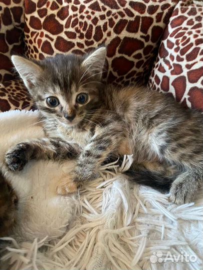 Кошки в добрые руки бесплатно