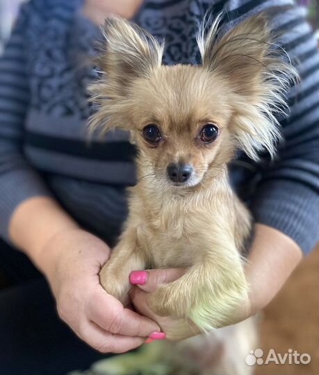 Вязка чихуахуа девочка