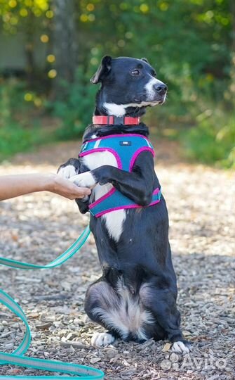 Полюшка ищет дом