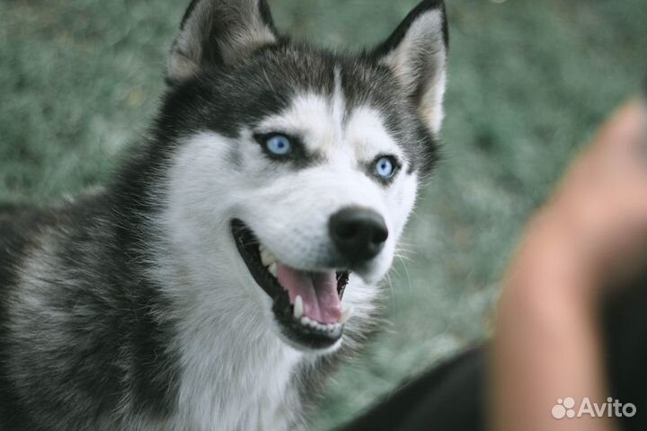 Фотосессия с хаски