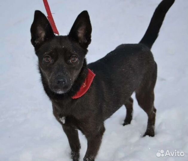 Черри ищет дом