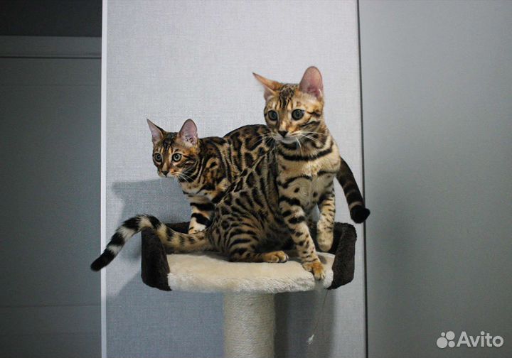 Роскошные котята от породных родителей