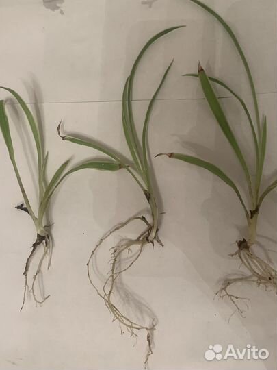 Хлорофитум