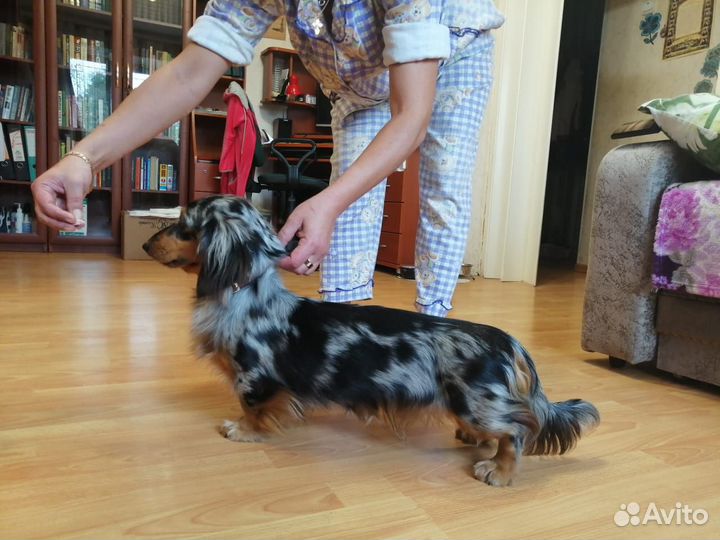 Вязка с чемпионом