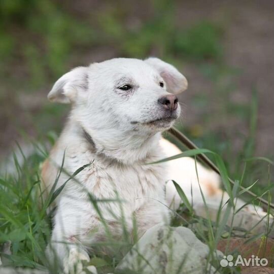 Собака Волга, 1 год, игривая и контактная