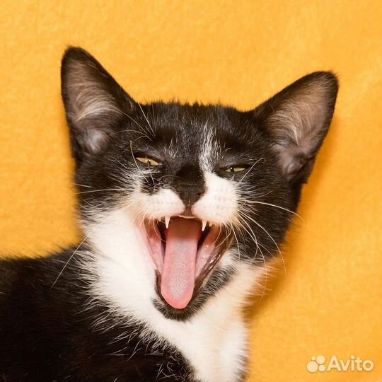 Котенок в добрые руки