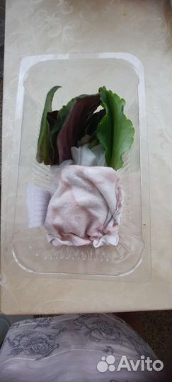 Сортовые фиалки наборы