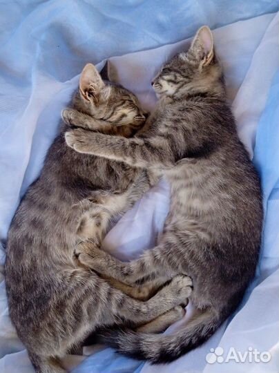 Красивые котята