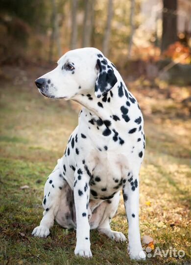 Выгульщик собак с 14 лет