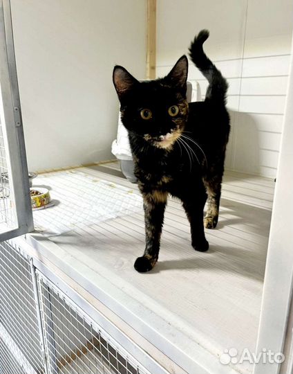 Симону принесли на усыпление