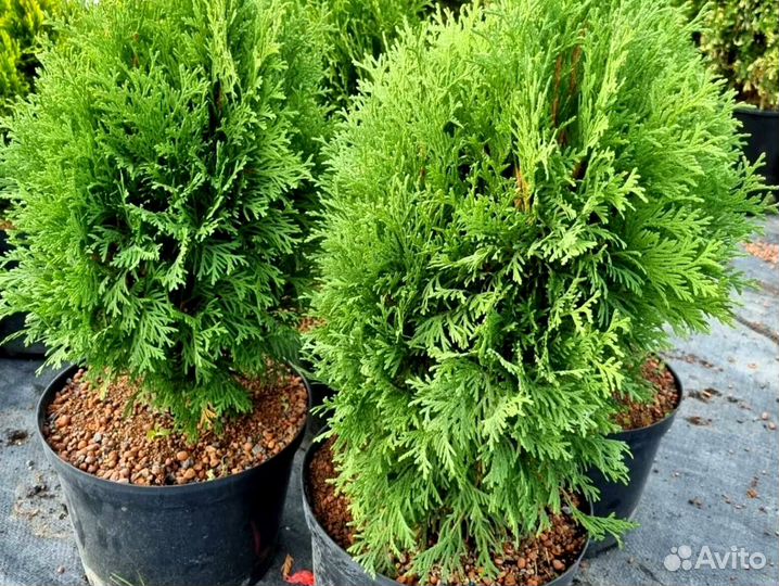 Черенки туи смарагд опт