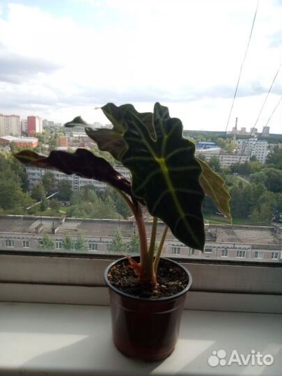 Комнатное растение Алоказия Полли