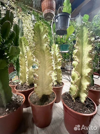 Эуфорбия вариегатная