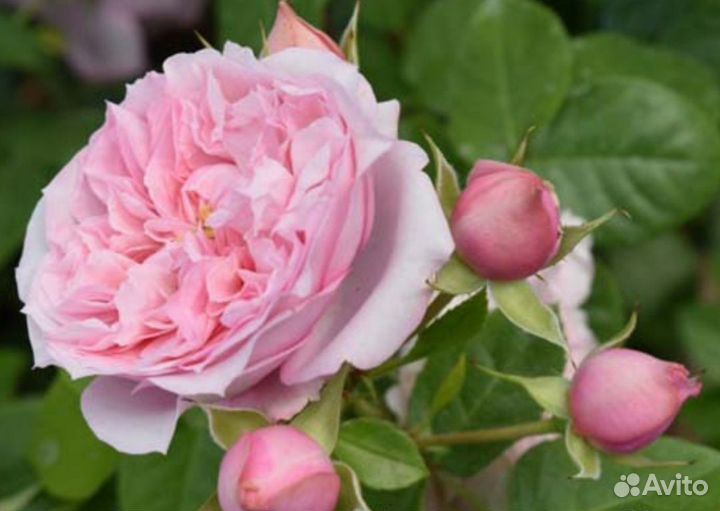 Роза Шато Барбероллес