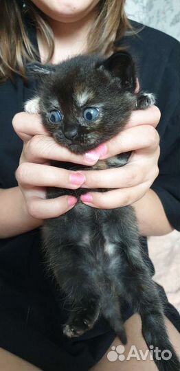 Кошки в добрые руки