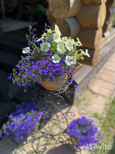 Петунья ампельная