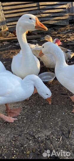Продам гусей, индоуток