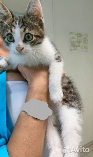 Кошки в добрые руки