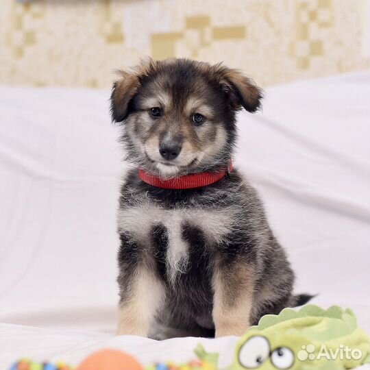 Чудесные малыши в любящие ручки