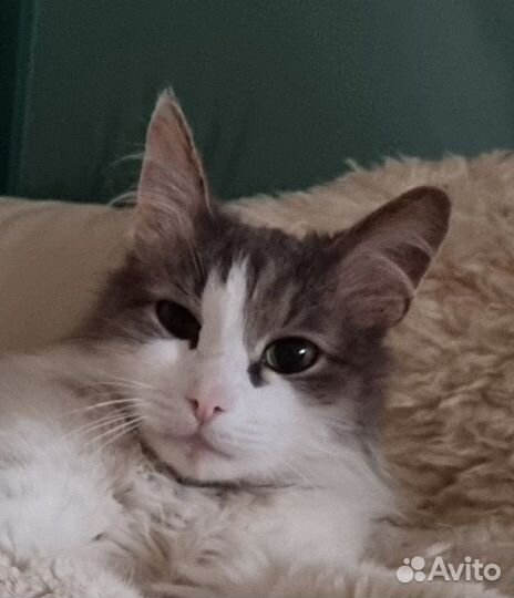 Продаю кота