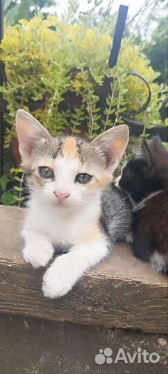 Кошки в дар бесплатно