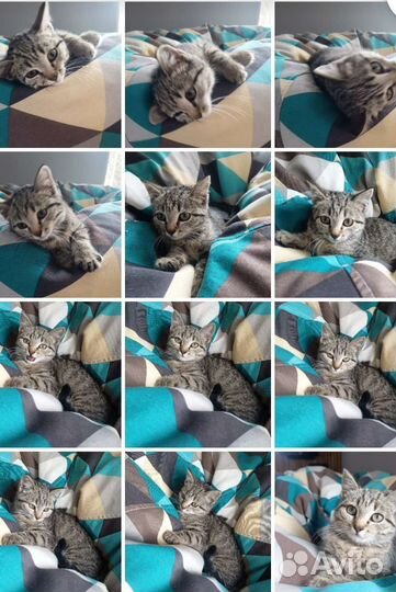 Котёнок бесплатно