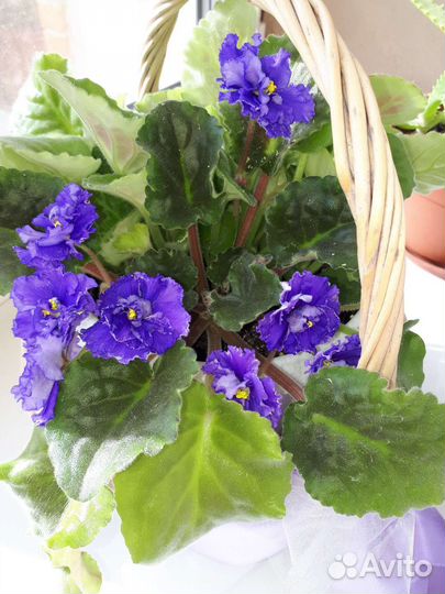 Фиалка (черенки, детки) или обмен