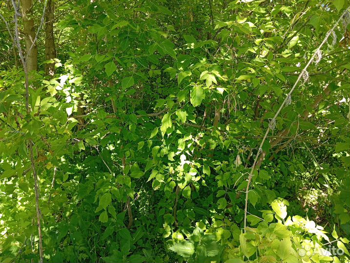 Расчистка Участка от Кустов, Деревьев, Корчевание