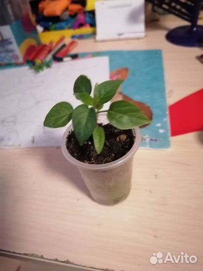 Перец комнатный острый