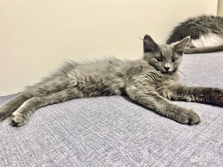 Пушистый серый котёнок