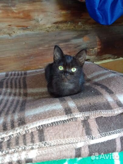 Котята в добрые руки бесплатно