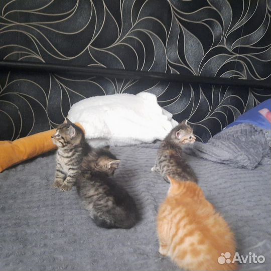 Отдам в добрые руки котят