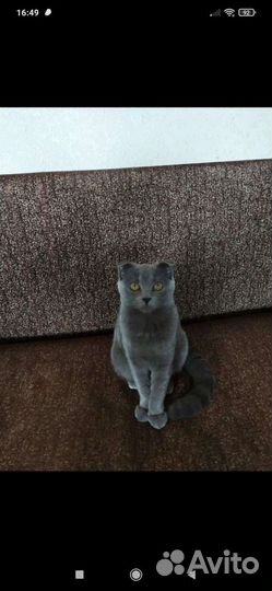 Кошка