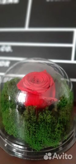 Стабилизиованная роза