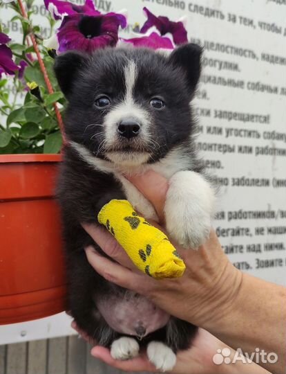 Щенок маленькой собаки