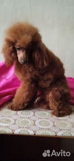 Пудель миниатюрный вязка