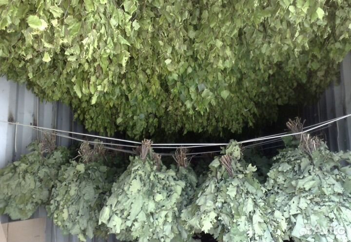 Веники для бани и сауны (березовые и дубовые )