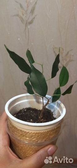 Фикус бенджамина