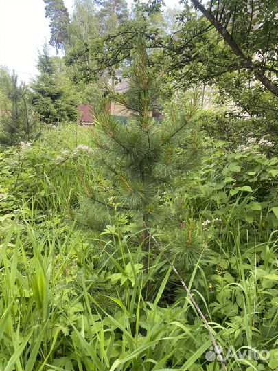 Саженцы сибирского кедра