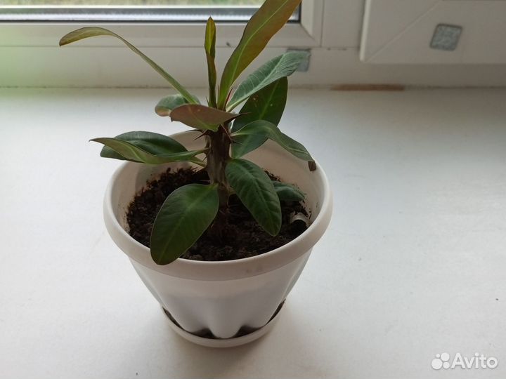 Малочай миля