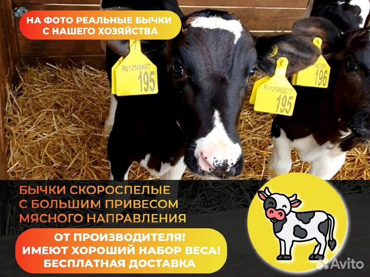Телята Бычки на откорм