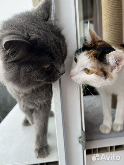 Заберите в добрые руки