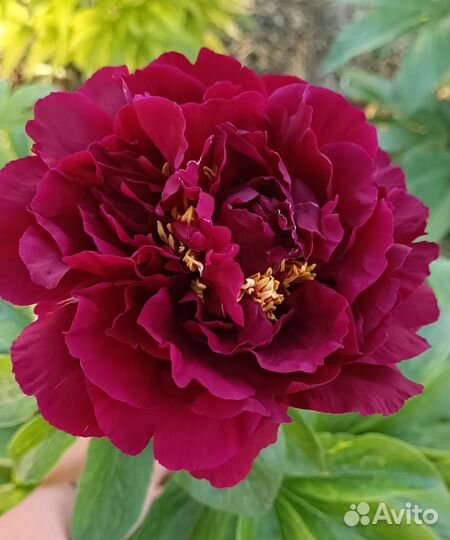 Пион Old Faithful