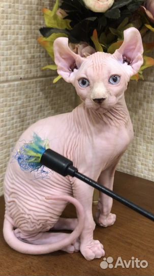 Канадский сфинкс котенок с документами